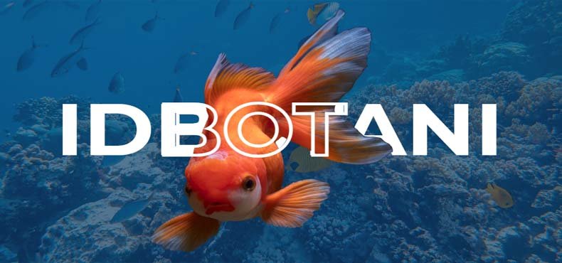 idbotani-slide-1.jpg