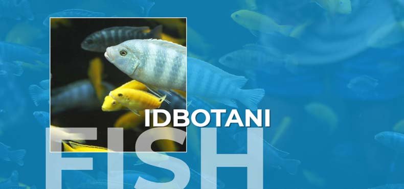idbotani-slide-3.jpg